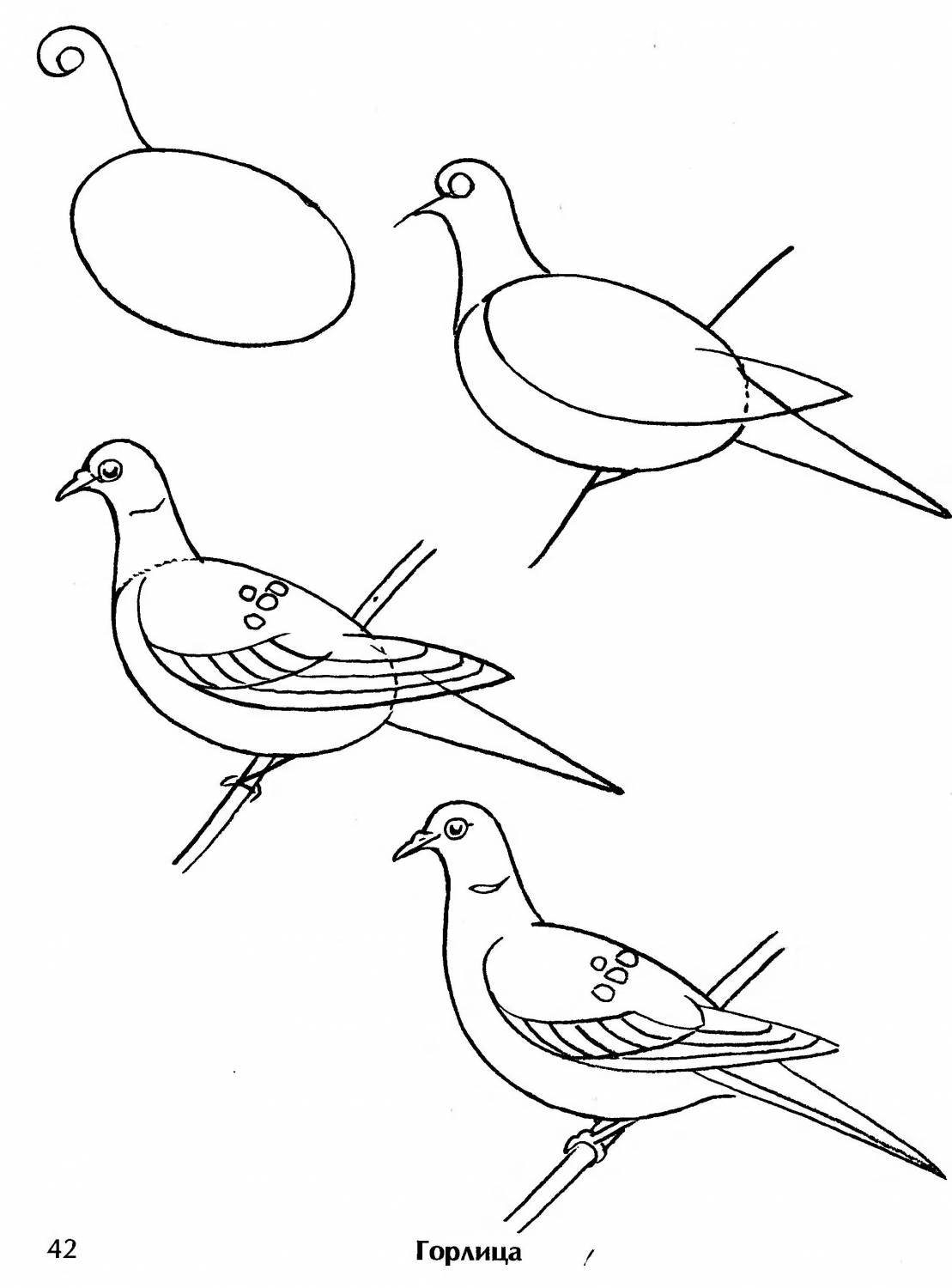 Как рисовать птиц карандашом 35+ уроков
