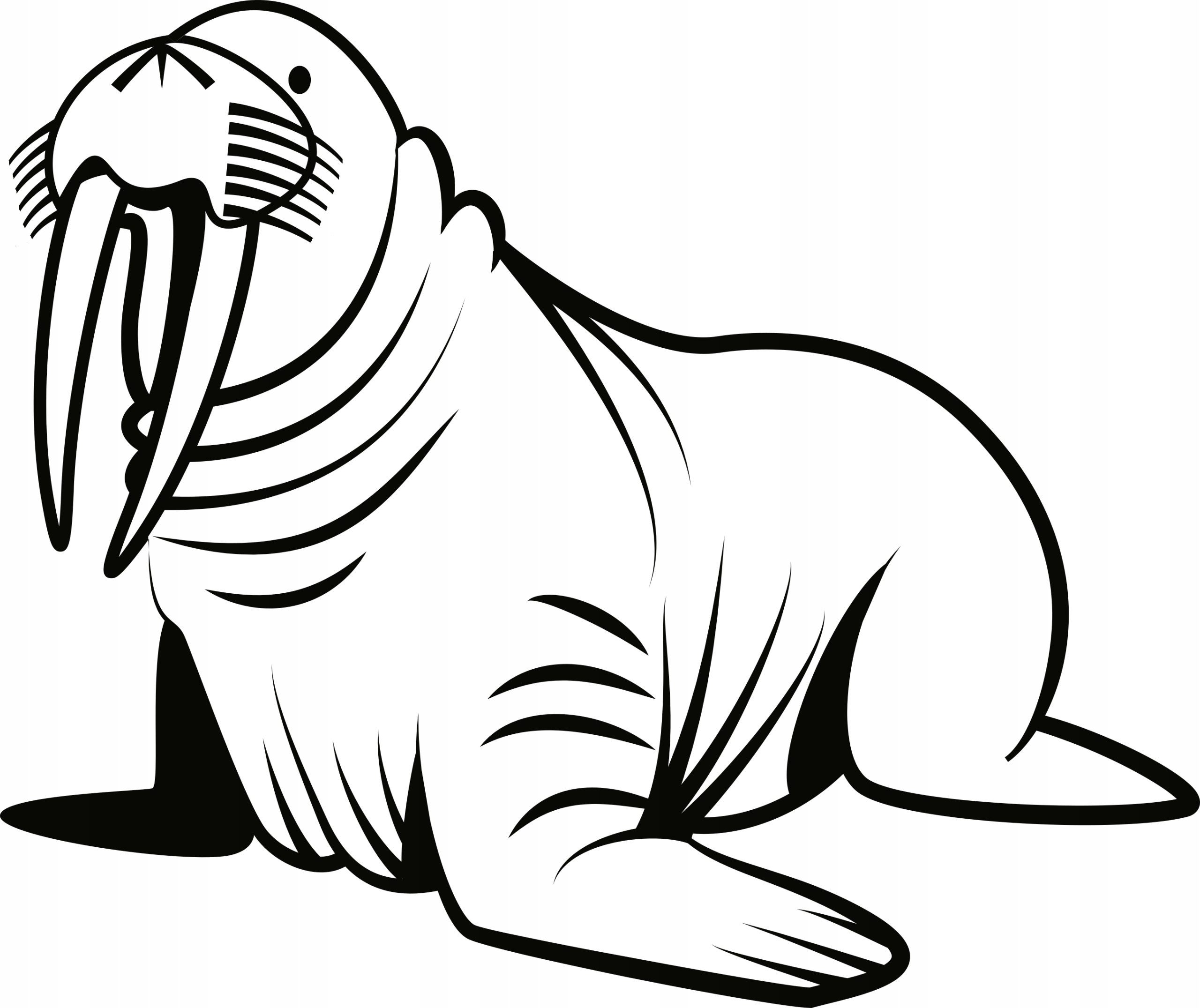 Иллюстрация Атлантический морж в стиле академический рисунок,