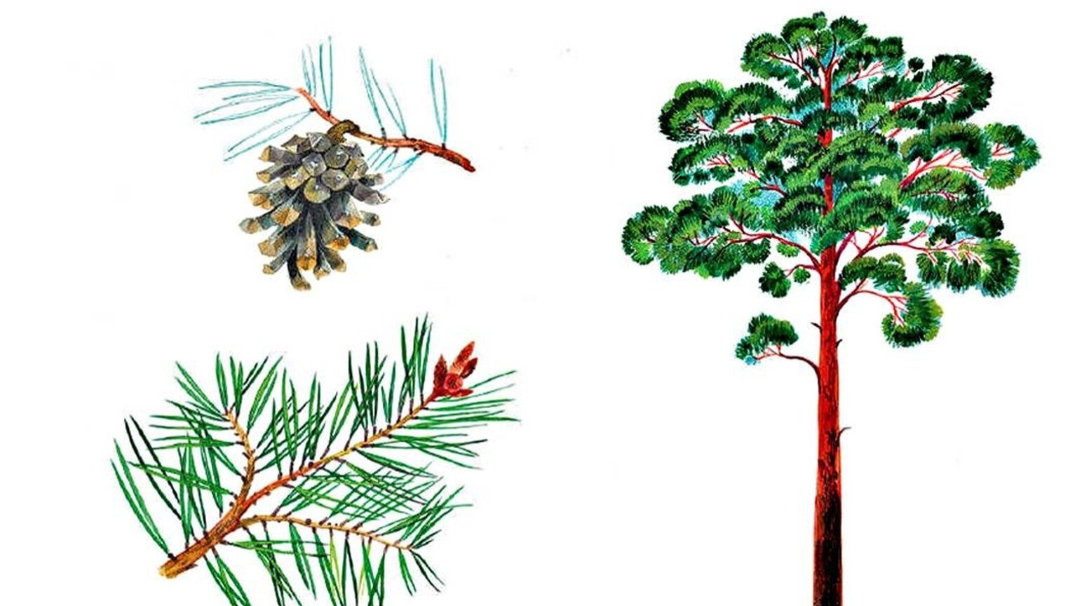 Как нарисовать сосновое дерево