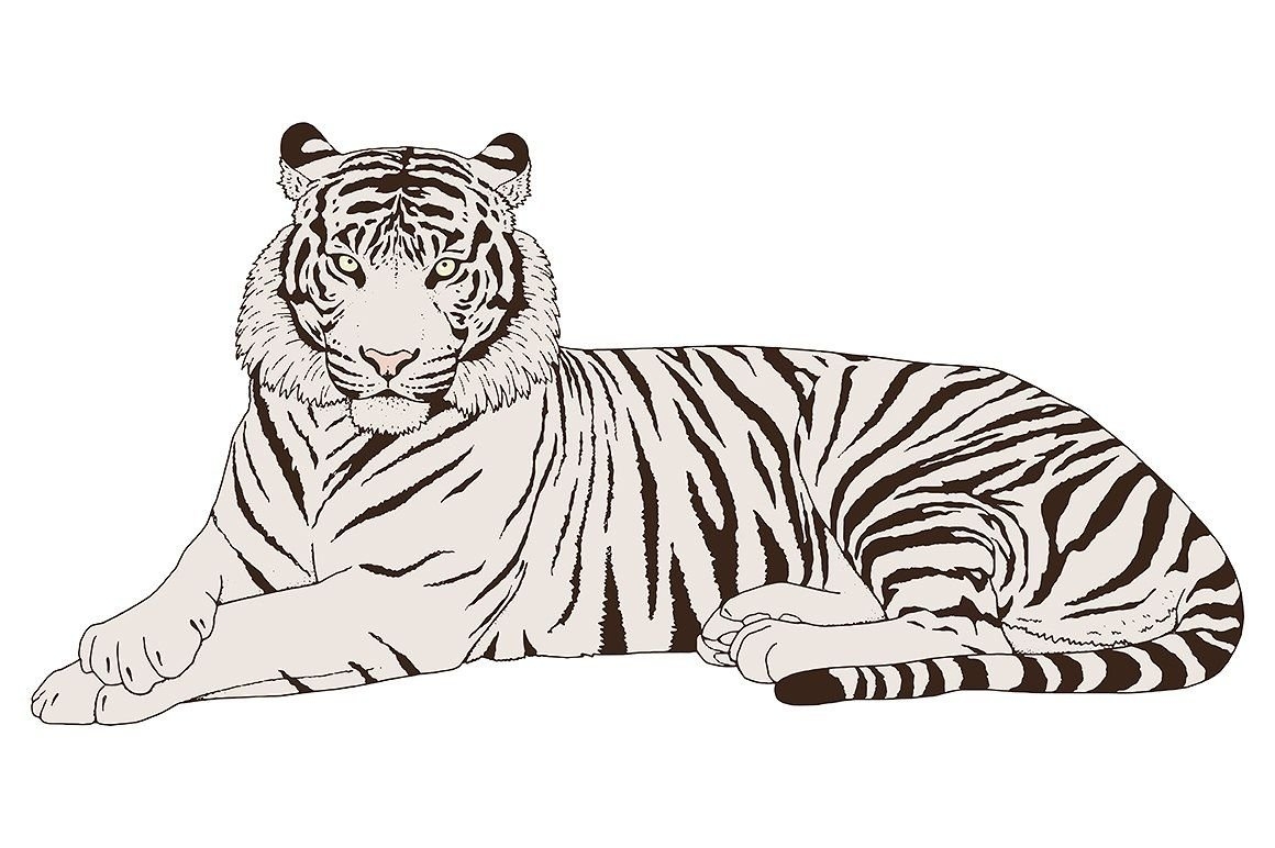 Скачать много раскрасок Тигр