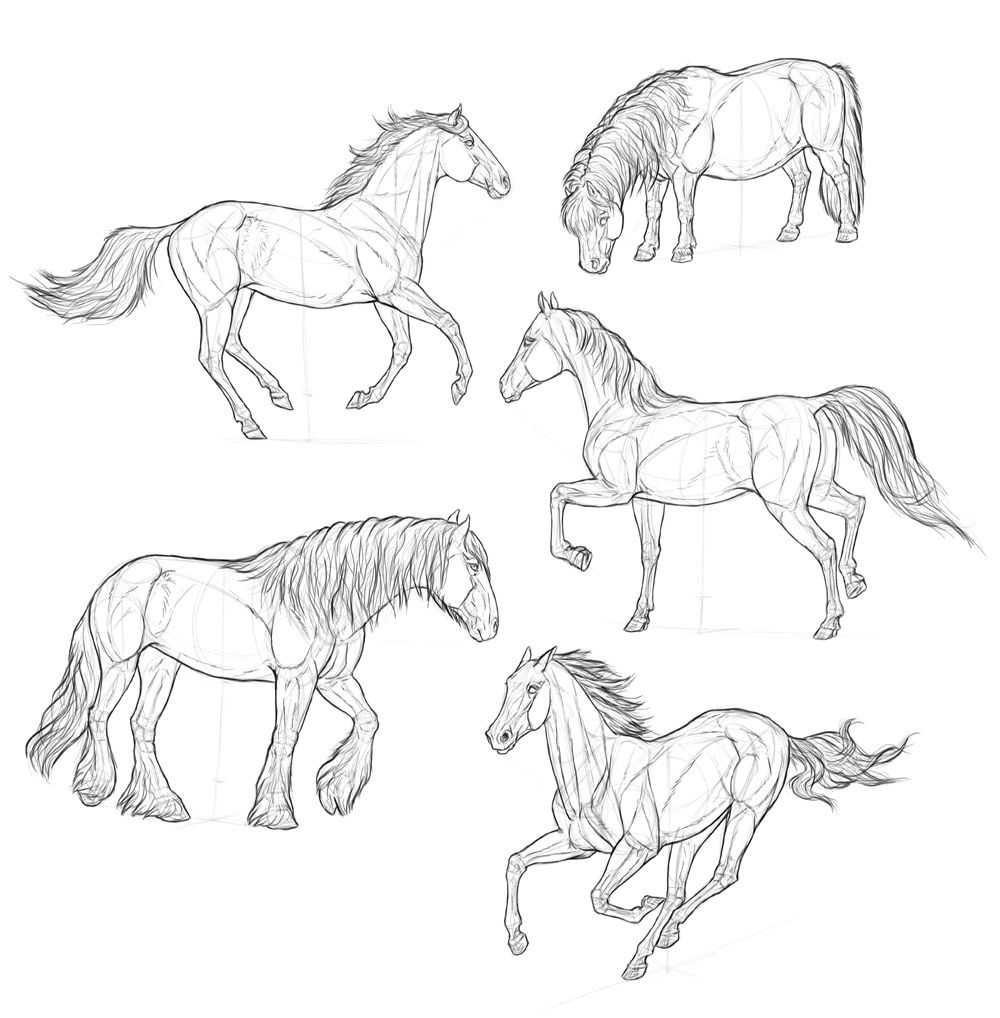 как нарисовать лошадь: видео найдено в Яндексе