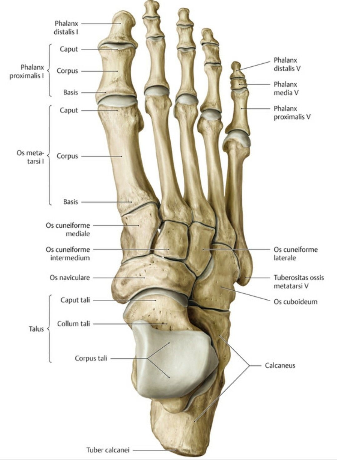 Фото стопы кости суставы. Кости плюсны анатомия. Стопа кость строение анатомия. Кость стопы анатомия. Медиальная клиновидная кость стопы анатомия.
