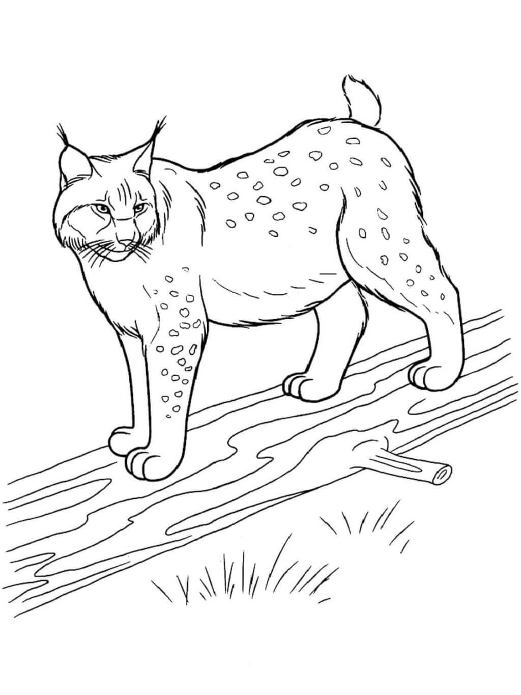 Как нарисовать питомца Покахонтас рысь Пёрышко из Palace Pets карандашом поэтапно