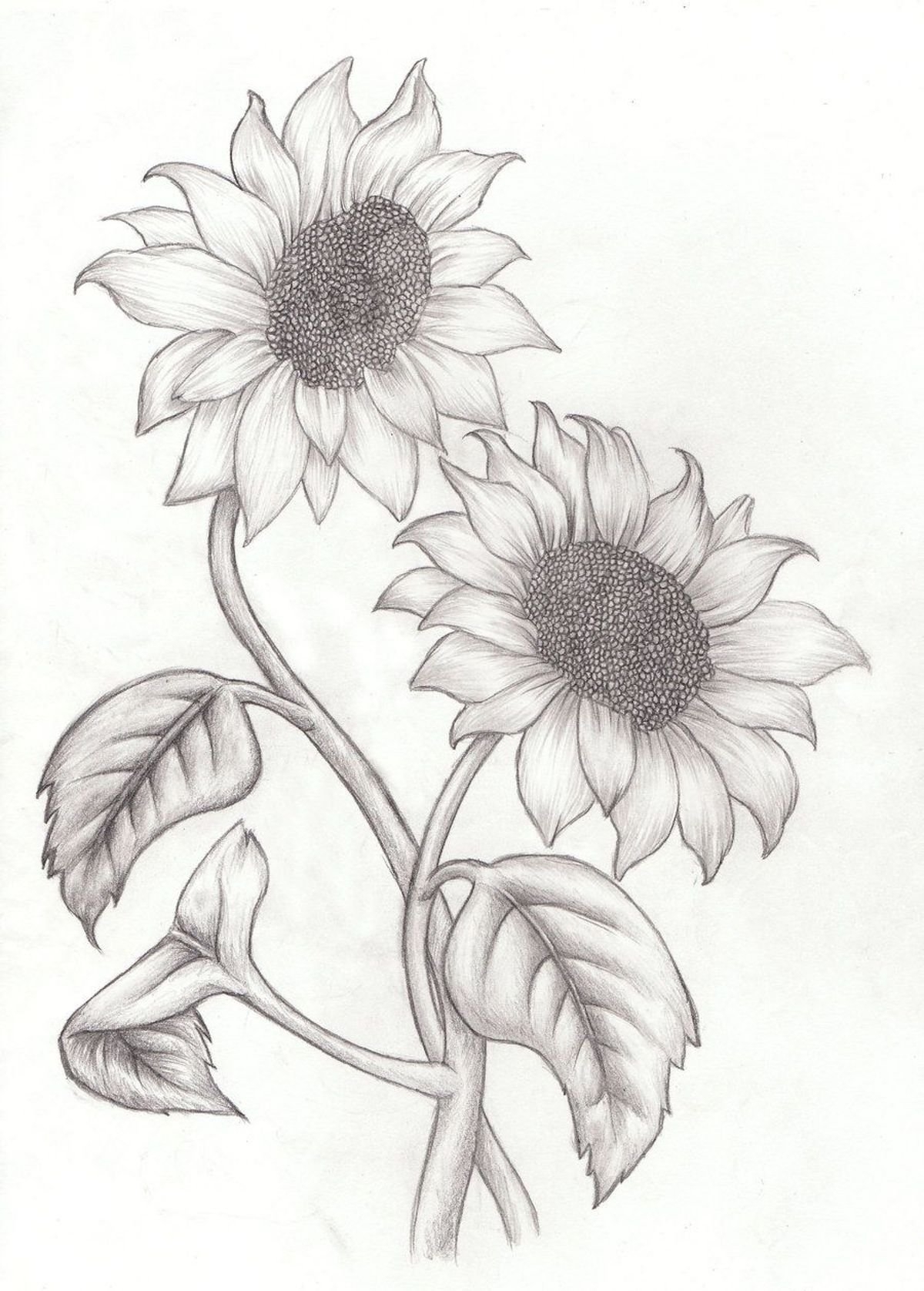 Рисунок цветов простым карандашом. Рисунки цветов карандашом. Подсолнух карандашом. Наброски цветов карандашом. Sveti dlya srisovki.