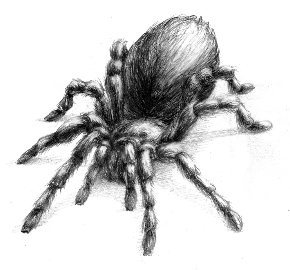 Большой серый паук (59 фото)