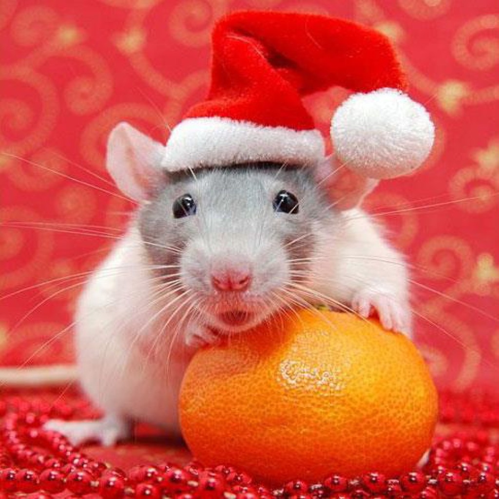 Можно ли крысам мандарины. Новогодние животные. Крыса в новогодней шапочке. Новогодний хомяк. Крысы в новогодних шапках.