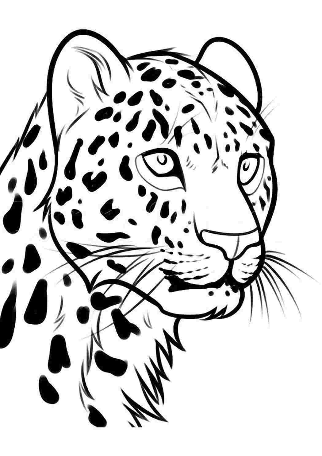Раскраски Леопард скачать и распечатать бесплатно