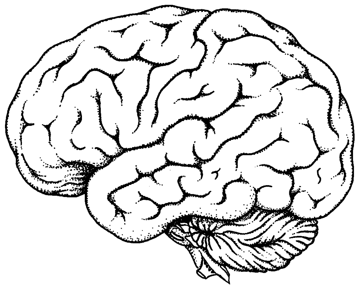 Мозг рисунок для детей - 42 фото