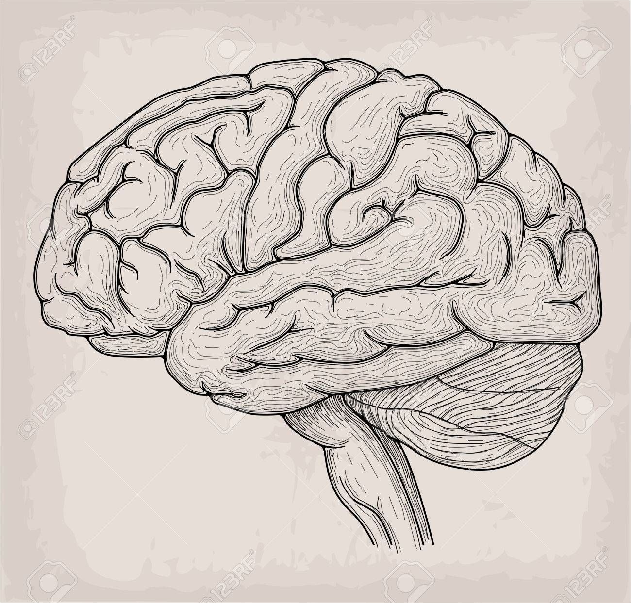Как работает головной мозг