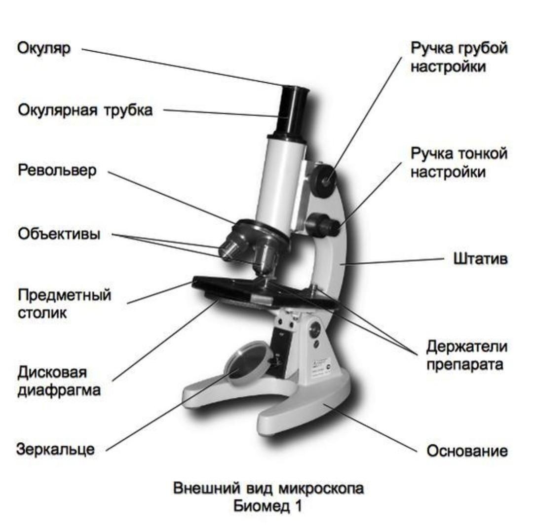 Какую часть выполняет тубус. Световой микроскоп Биолам строение. Строение микроскопа револьвер. Строение микроскопа 8 класс биология. Биология 5 кл строение микроскопа.
