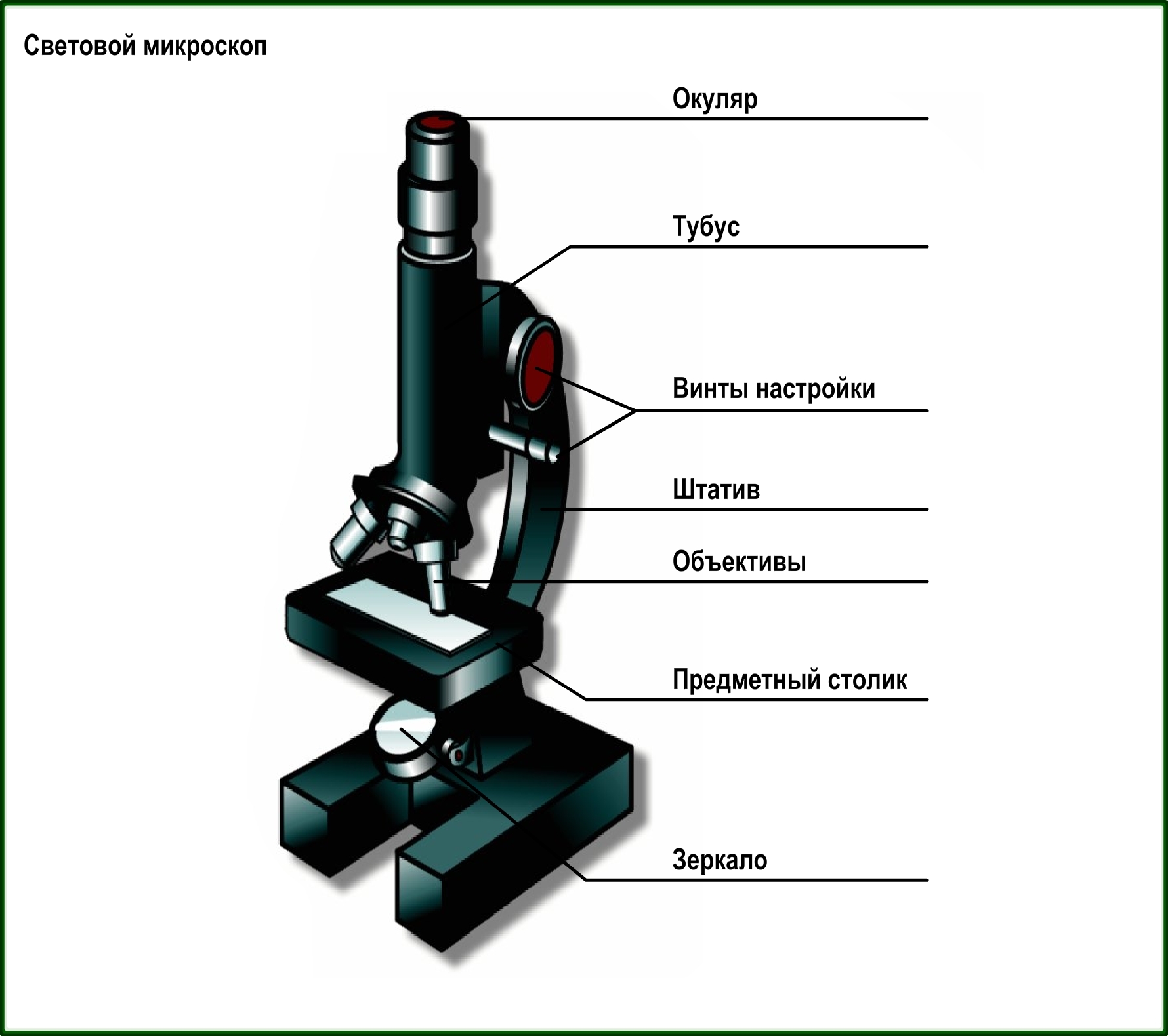 Строение микроскопа и правила работы с ним