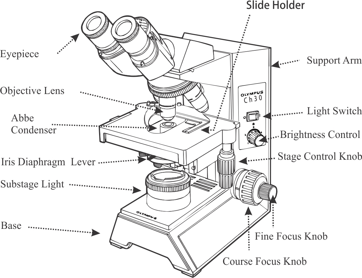 Как устроен световой микроскоп и как с ним работать?
