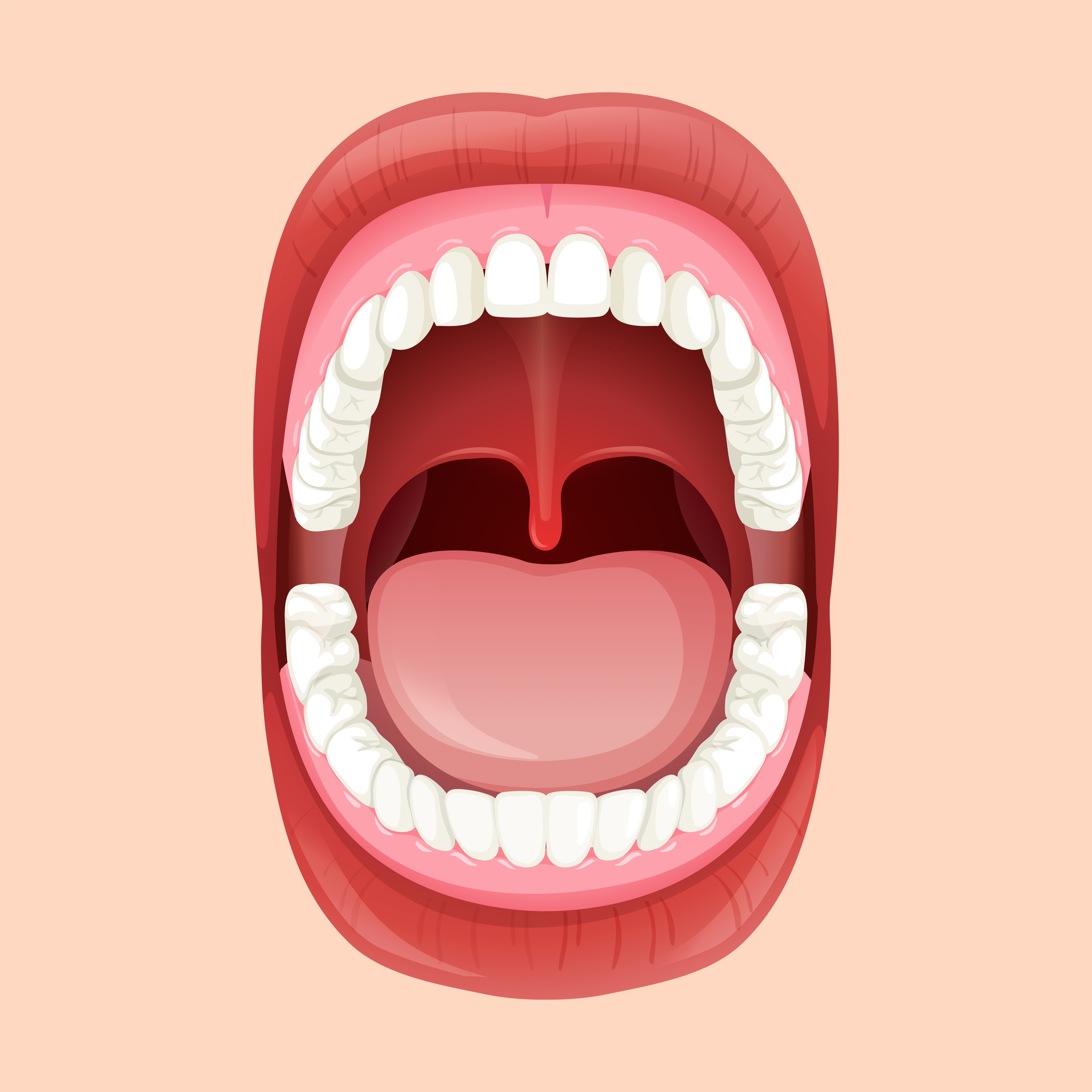 Глоток открыто. Полость рта иллюстрации. Макет полости рта для детей. Зубы человека открытый рот. Рот человека для дошкольников.