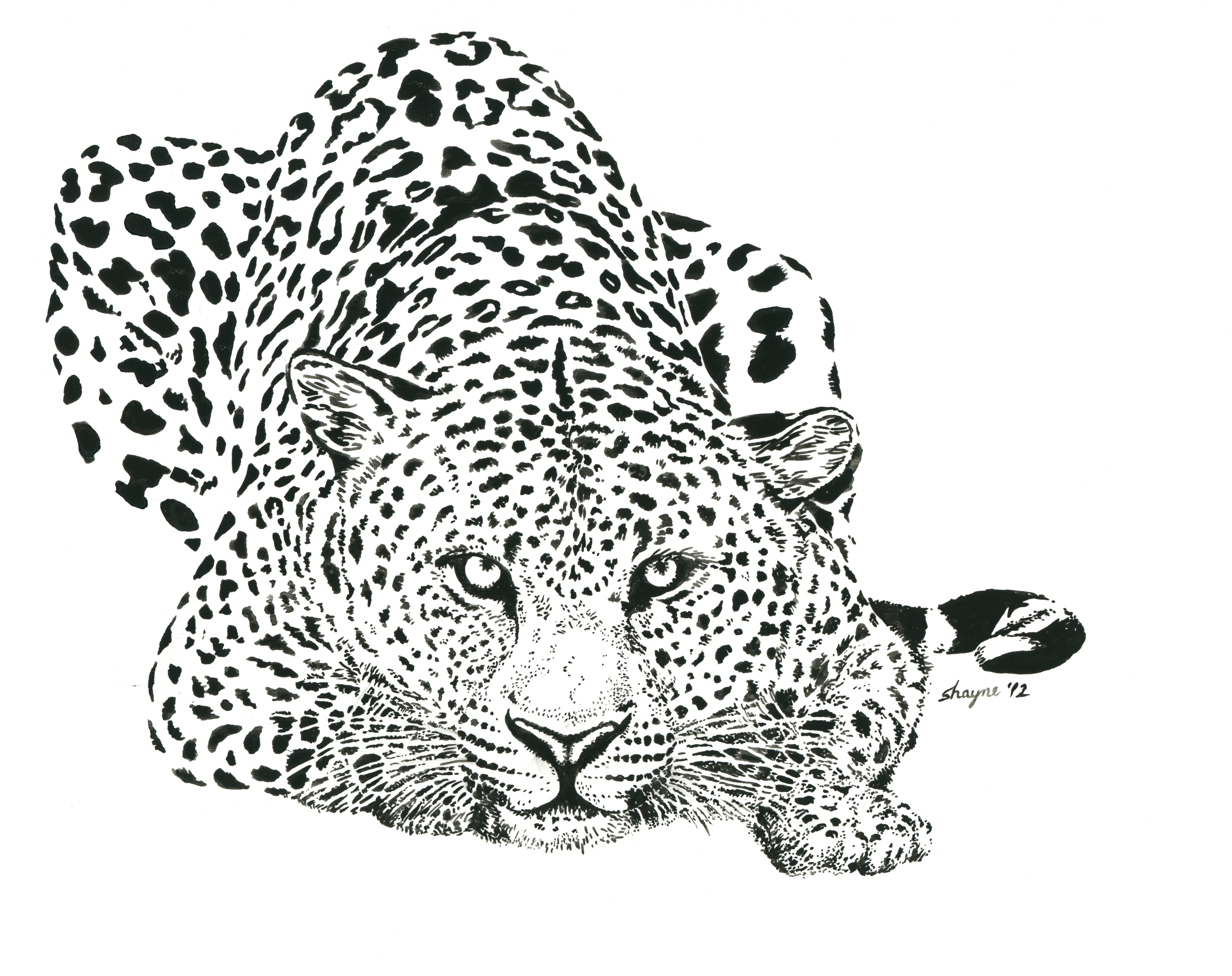 Рисунки в формате jpg. Векторные изображения животные. Леопард рисунок. Черно белые рисунки. Векторная Графика животные.