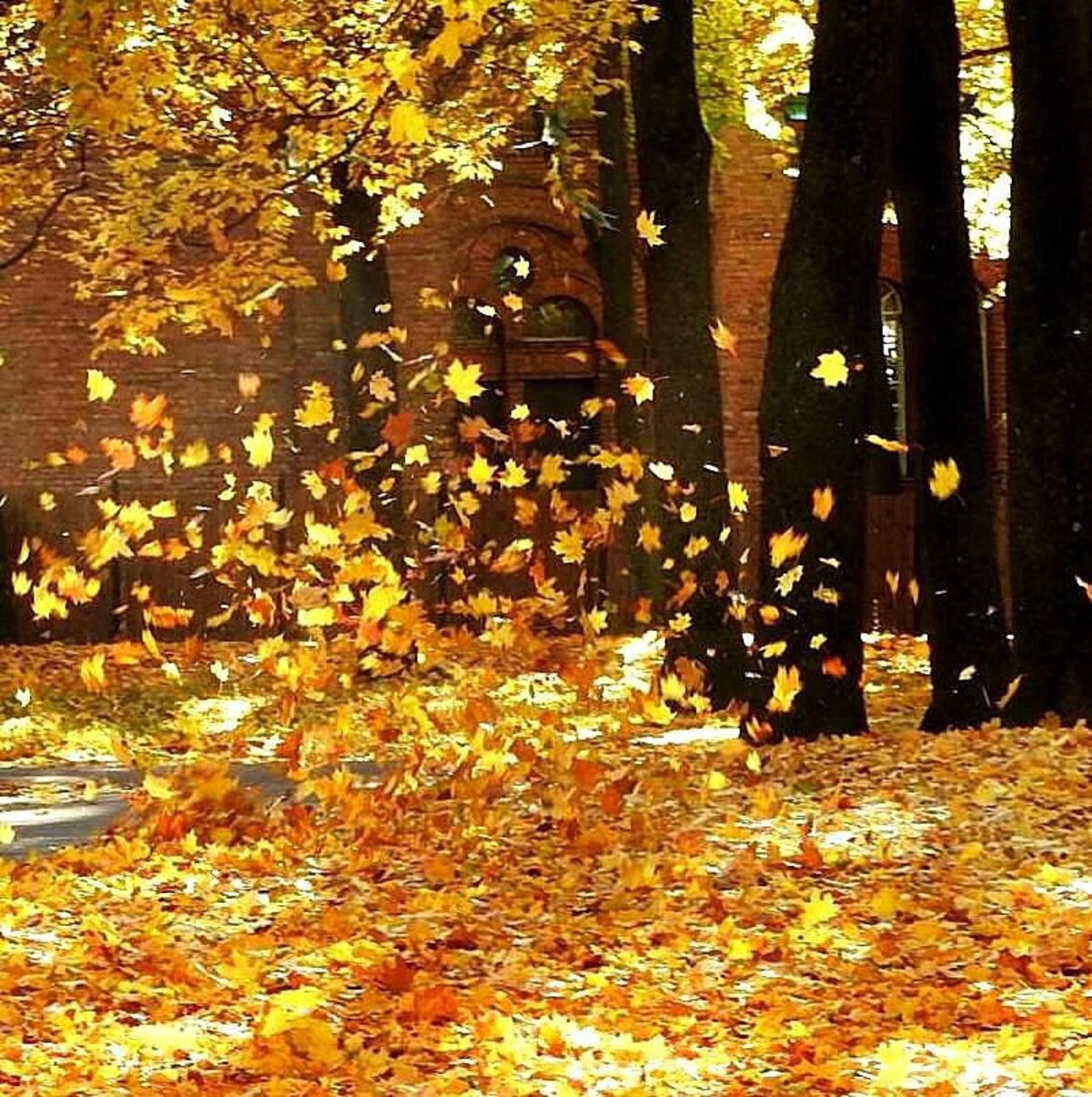 Осень листопад. Падающие листья. Листья кружатся в воздухе. Осень падают листья.