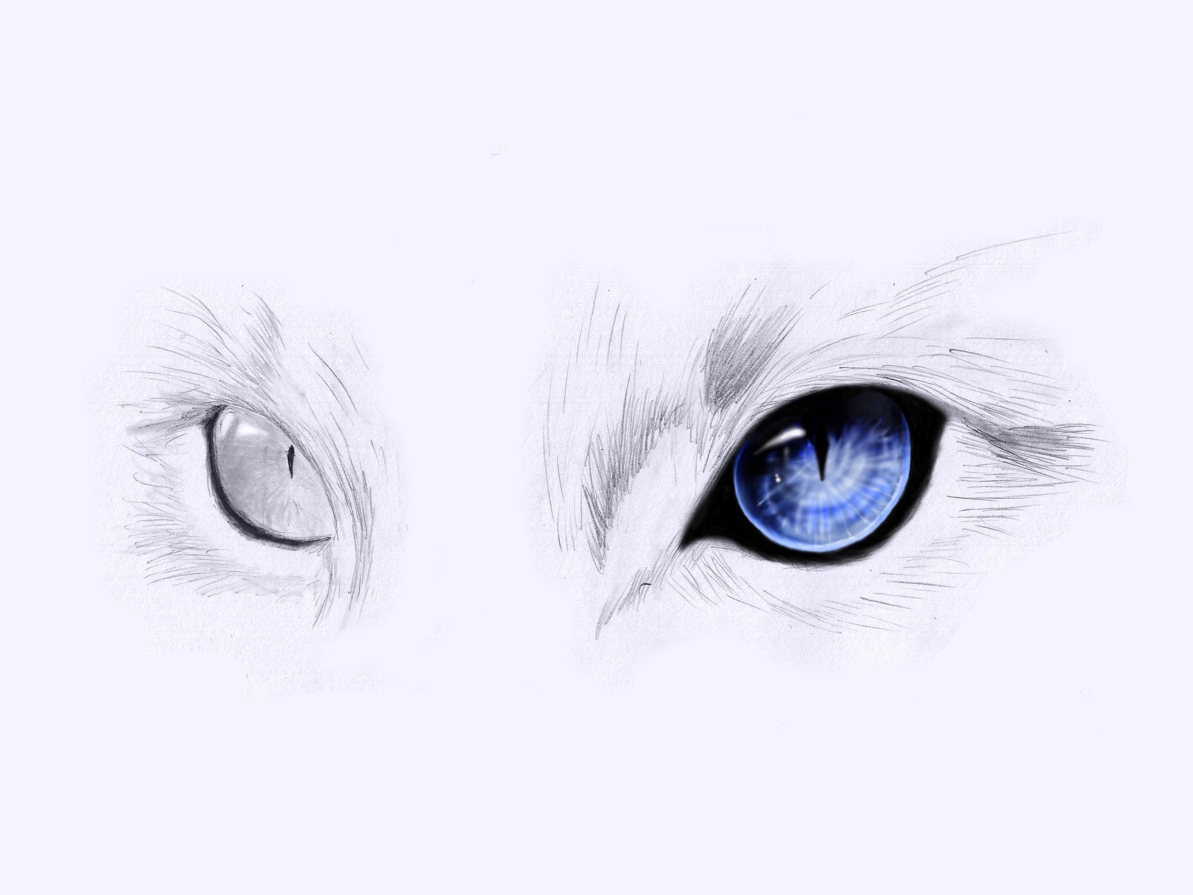 Глаза кошки рисунок - 33 фото