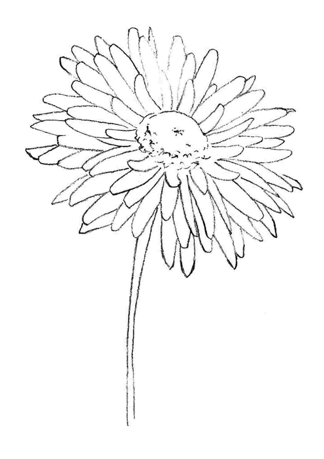 рисунок хризантемы карандашом для срисовки