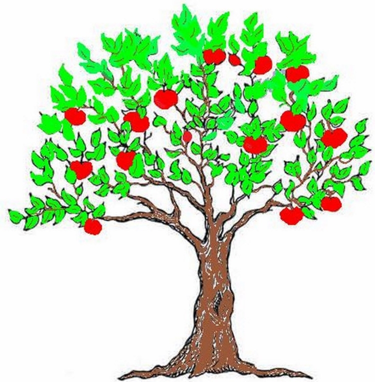 Яблочное дерево рисунок