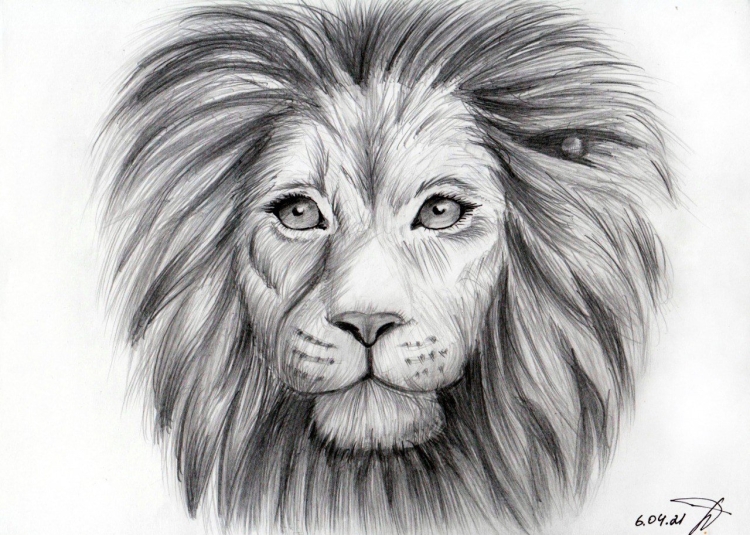 Рисунок карандашом льва для срисовки