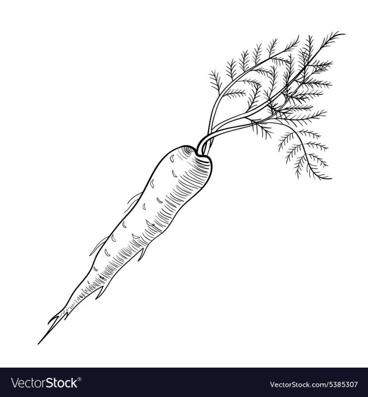 Рисунок морковки карандашом