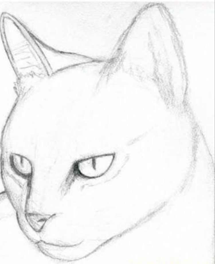 Рисунок карандашом для срисовки легкие кошки