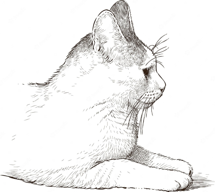 Рисунок кот с боку