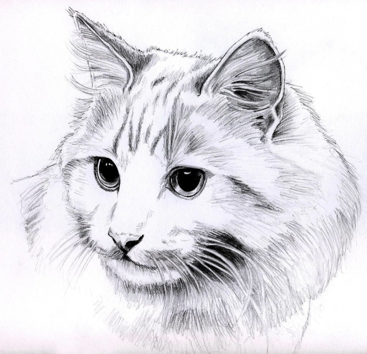 Кошка простой рисунок карандашом