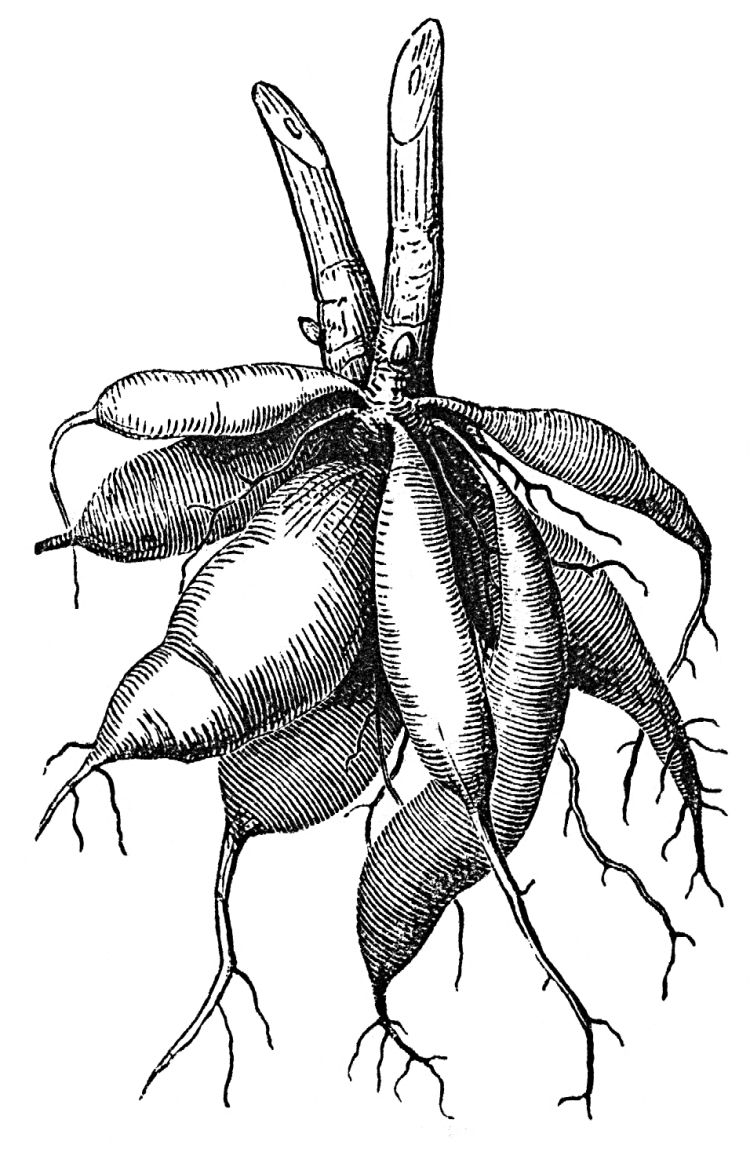 Корневые клубни рисунок