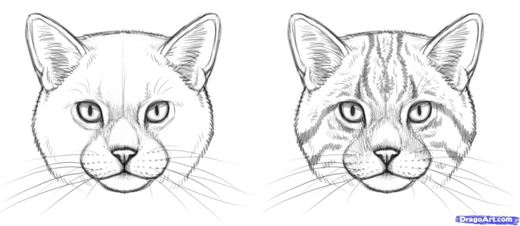 Морда кота рисунок карандашом