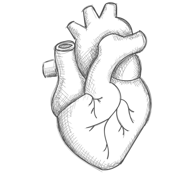 Сердце человека рисунок карандашом