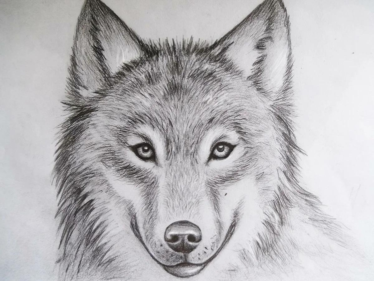 Рисунок волк легкий