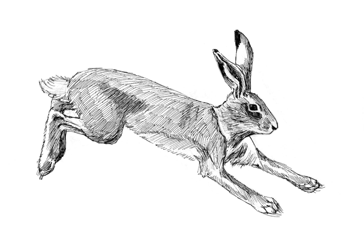 Беляк заяц рисунок карандашом