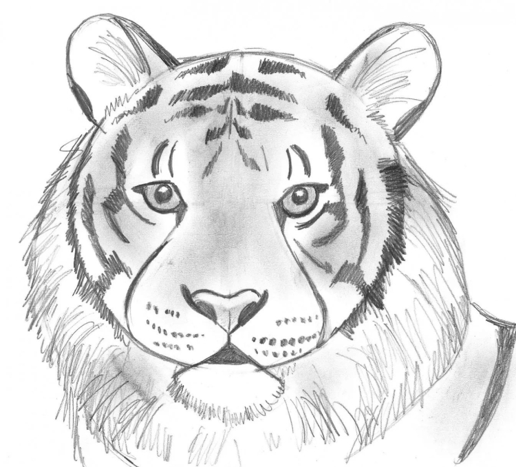 Морда тигра рисунок