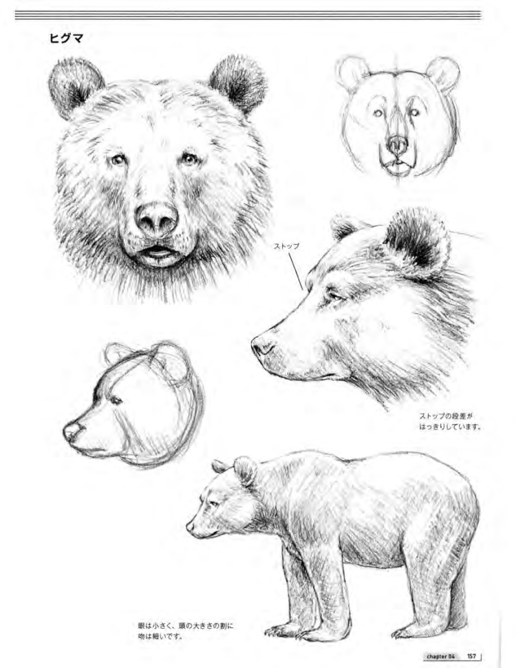 Морда медведя рисунок карандашом