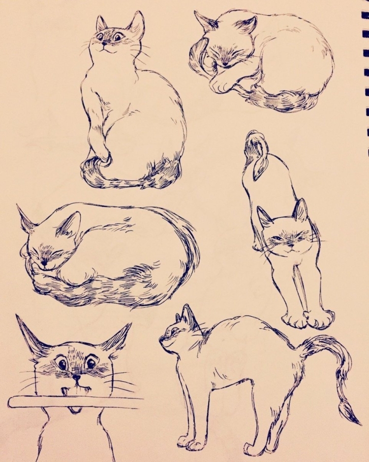 Кот рисунок карандашом
