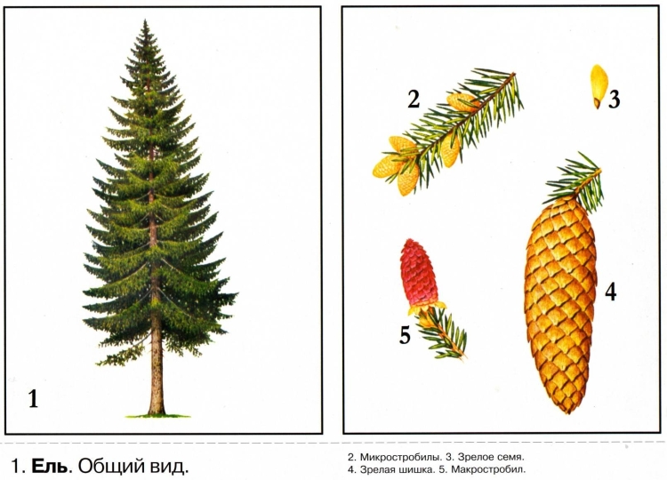 Рисунок ель европейская
