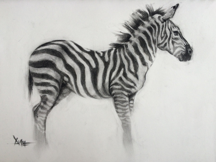 Рисунок карандашом зебра