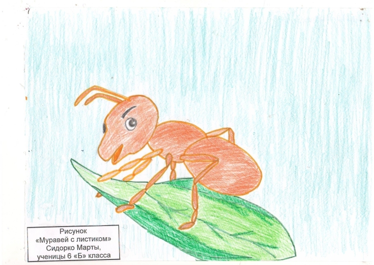 Рисунок муравья карандашом