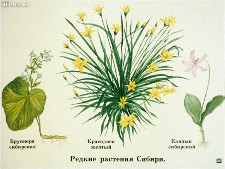 Растения Сибири