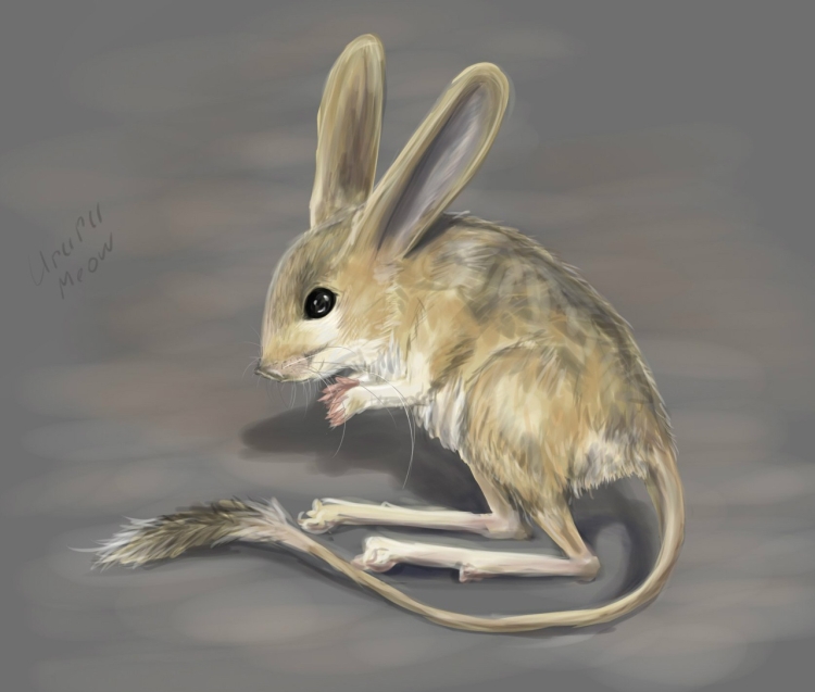 Тушканчик рисунок