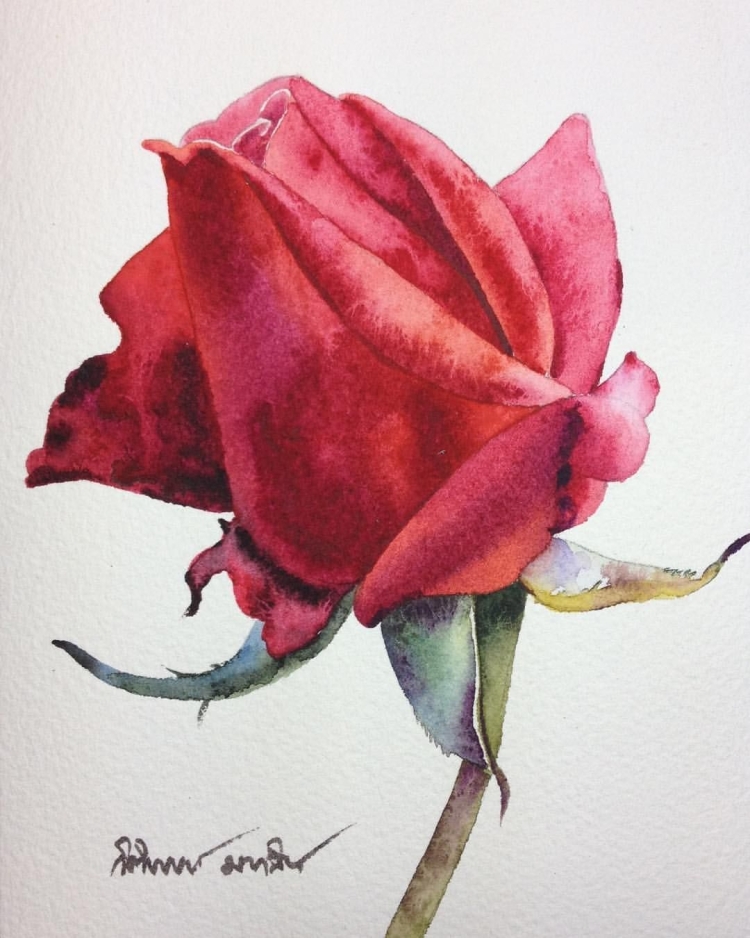 Роза рисунок акварелью