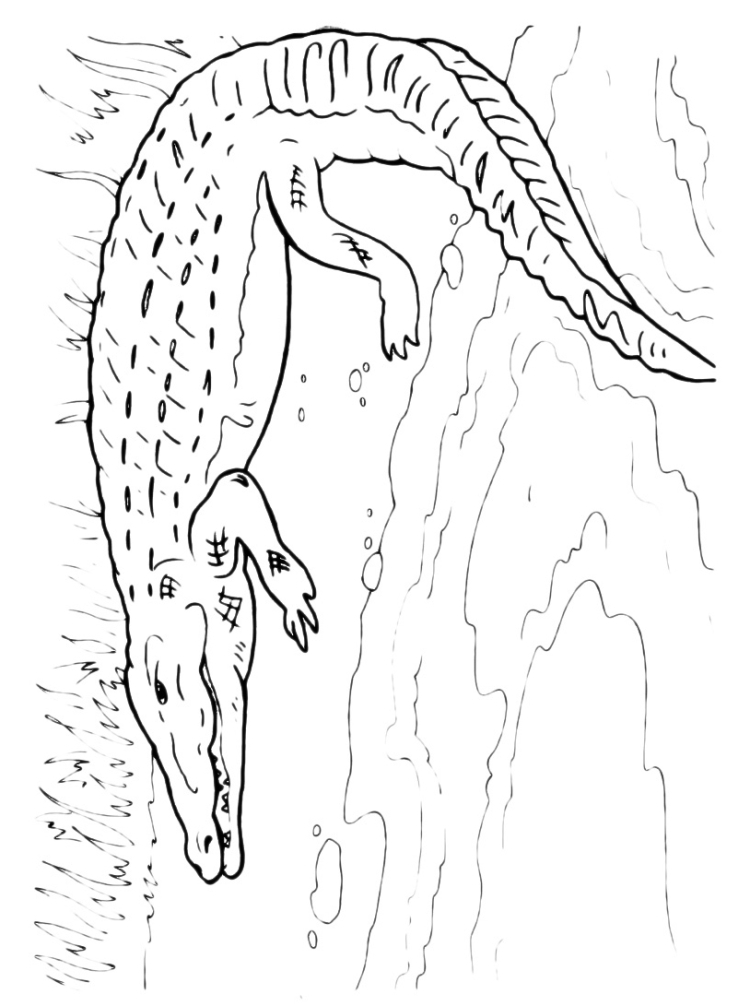 Раскраска Крокодильчик распечатать - Крокодилы и аллигаторы