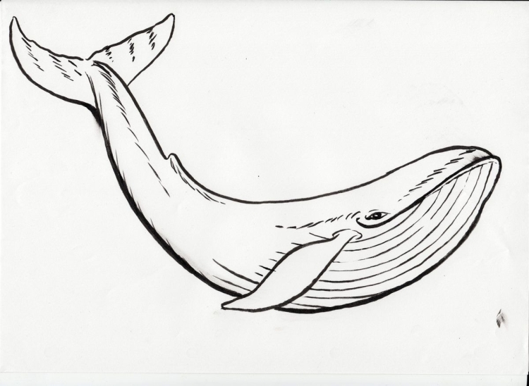 Картинки кит: распечатать или скачать бесплатно | kormstroytorg.ru