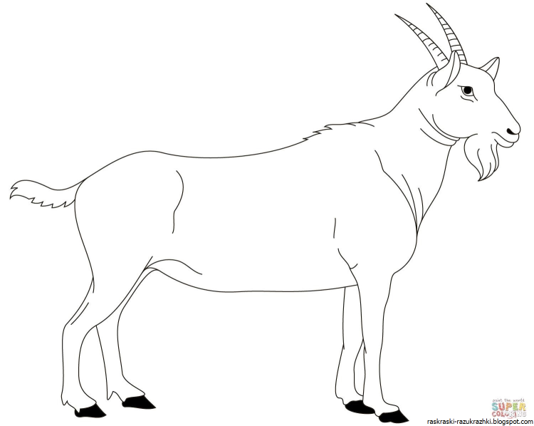 Картинка раскраска козел для детей