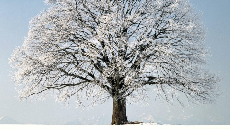 Можно ли сажать деревья под снег? - Нижегородские новости