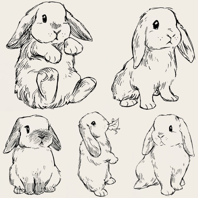 Легкие рисунки кролика