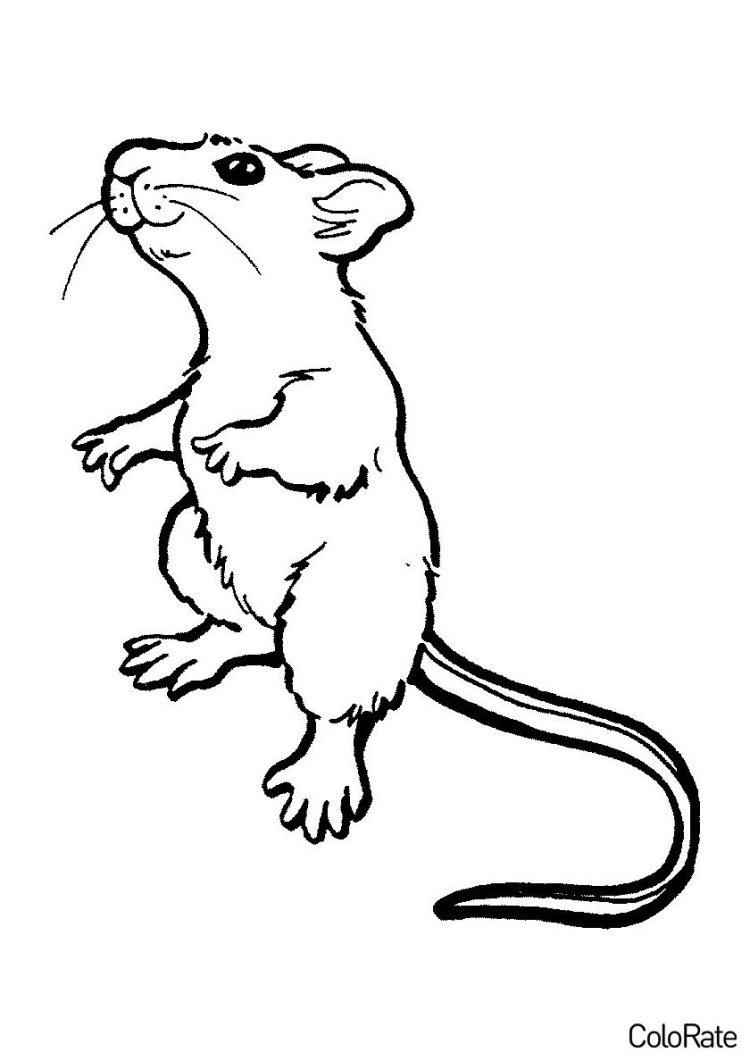 Крыса раскраска для детей - 73 фото
