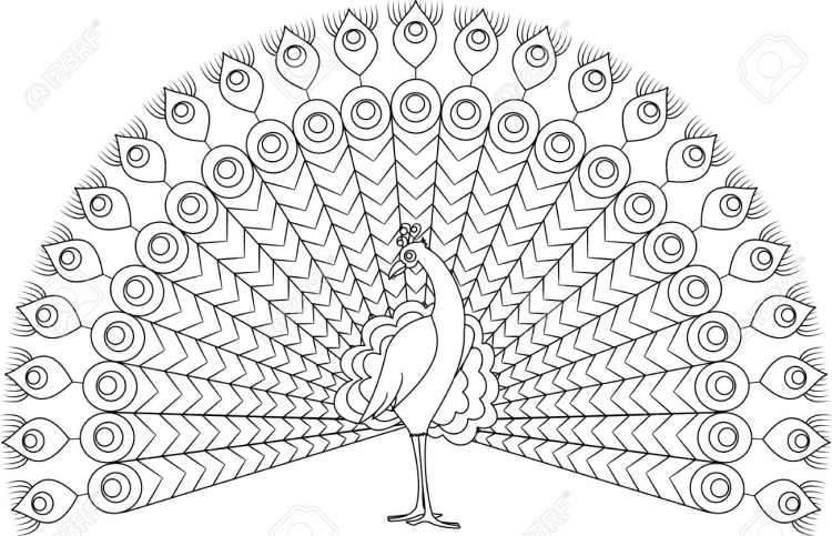 Peacock Coloring Pages (All Free Printable)