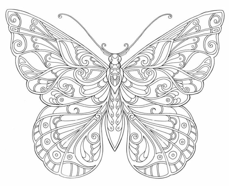 Бабочка сложная раскраска