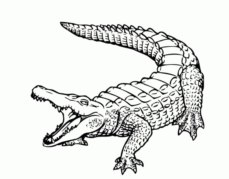 Гребнистый крокодил рисунок